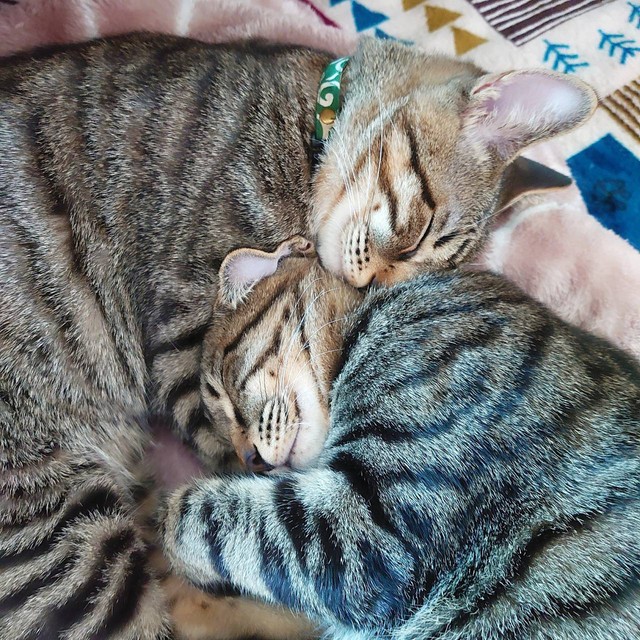 安心して眠る表情は、まるで微笑んでいるかのよう。