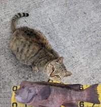 釣り場にいたもう1匹の地域猫さん。猫ちゃんとの大きさが比較できるように75cmの「コブダイ」の画像をスタンプ（画像提供：キーさん）