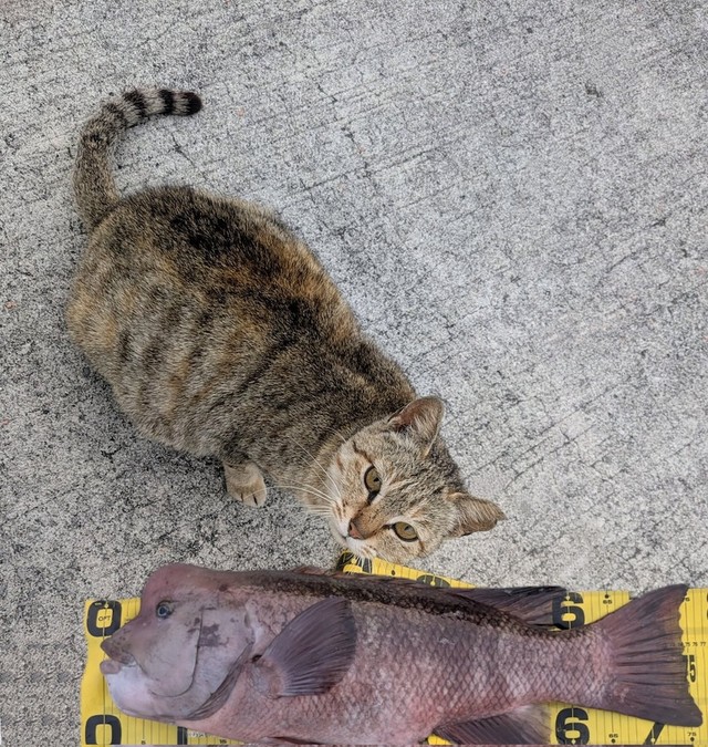 釣り場にいたもう1匹の地域猫さん。猫ちゃんとの大きさが比較できるように75cmの「コブダイ」の画像をスタンプ（画像提供：キーさん）