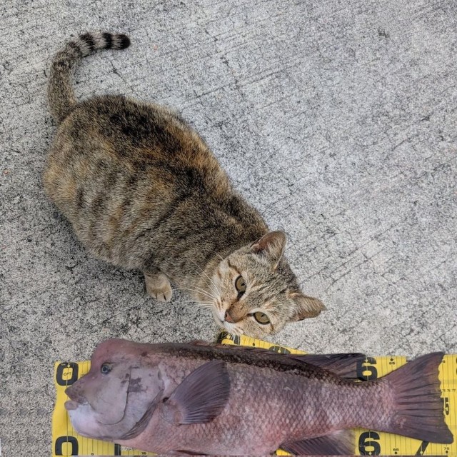 釣り場にいたもう1匹の地域猫さん。猫ちゃんとの大きさが比較できるように75cmの「コブダイ」の画像をスタンプ（画像提供：キーさん）