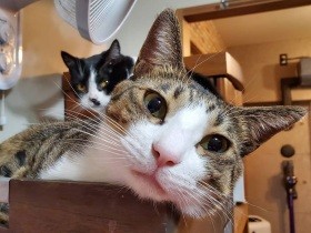 母猫と一緒に保護された子猫　約束通り、それぞれ幸せな家へ