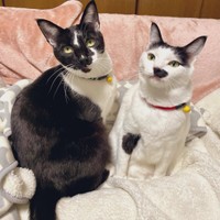 毛布の上で仲良くくつろぐクロくん（左）とシロちゃん（右）（画像提供：ぶち猫のシロとクロさん）