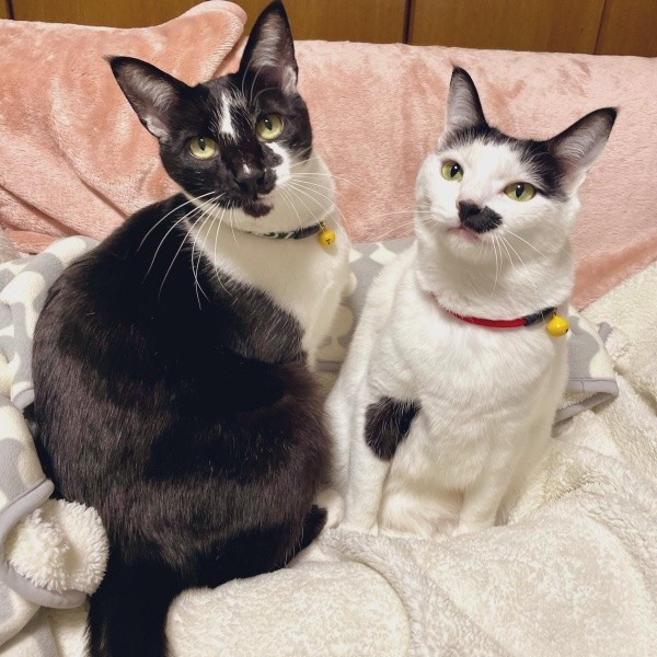 悠*太様 クローバーねこちゃん 猫の里親募集】千葉県・雑種・なれなれ♪超甘えん坊『きらら