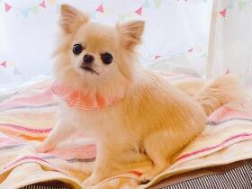 かわいいね　トリミングサロンでチョーカーを着けてもらったチワワの「まりも」　