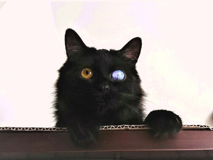 棚の上から部屋を見下ろす＝彩乃さん提供