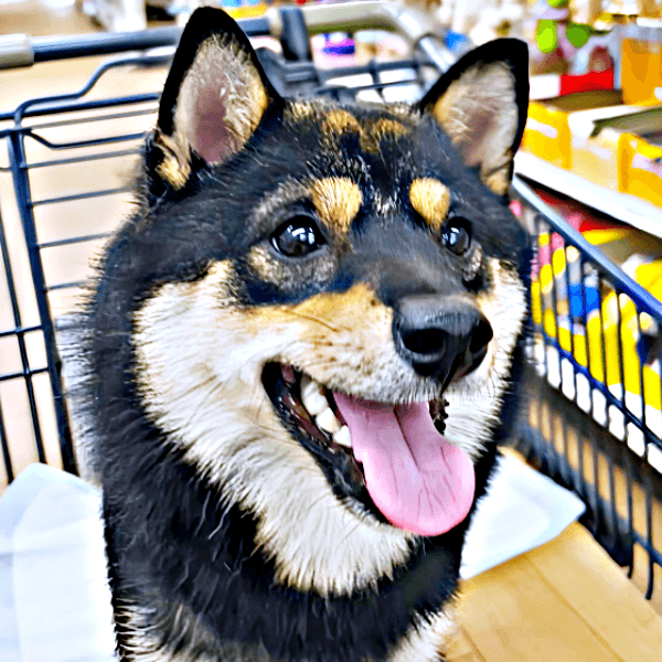 お店のカートに乗ったこまちちゃん。思わぬ出会いがありました（画像提供：黒柴 こまちさん）