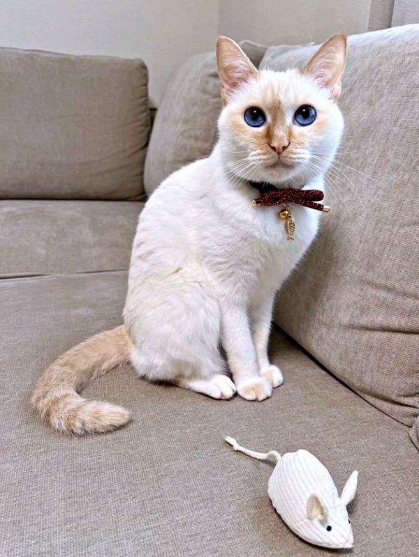 ねずみのおもちゃで遊ぶひなたちゃん（画像提供：hinataさん）