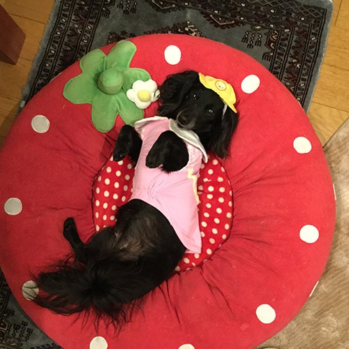 いちごになりきってます