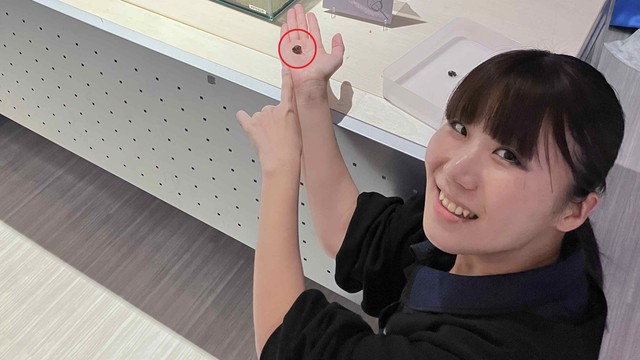 サイピア学芸員の岡成美さん　手のひらに1円玉サイズのカブトガニ（4齢幼生）
