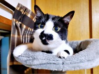 くりくりの瞳が愛らしいミアちゃん（画像提供：マグルの猫さん）