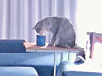 テーブルの上に置かれたマグカップから水を飲むそばちゃん（画像提供：そばちゃん）