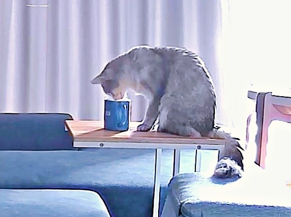 テーブルの上に置かれたマグカップから水を飲むそばちゃん（画像提供：そばちゃん）