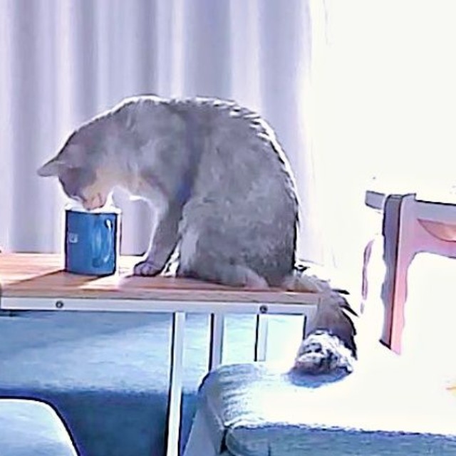 テーブルの上に置かれたマグカップから水を飲むそばちゃん（画像提供：そばちゃん）