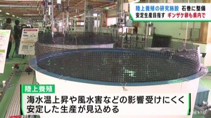 海水温上昇など海の異変に対応　宮城・石巻市に陸上養殖施設