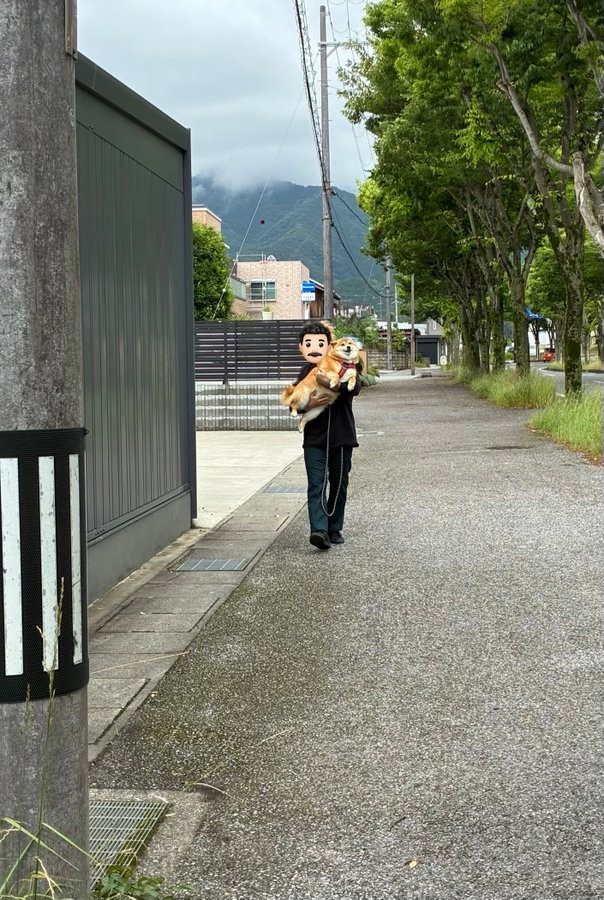 車が見えるとーー拒否柴を発動したコンソメくん（画像提供：ポメ柴コンソメ 3歳さん）