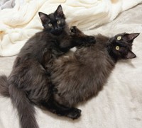 優しい飼い主さん夫婦に見守られ、穏やかな日々を過ごしています（画像提供：Li  2匹の保護猫と日常さん）