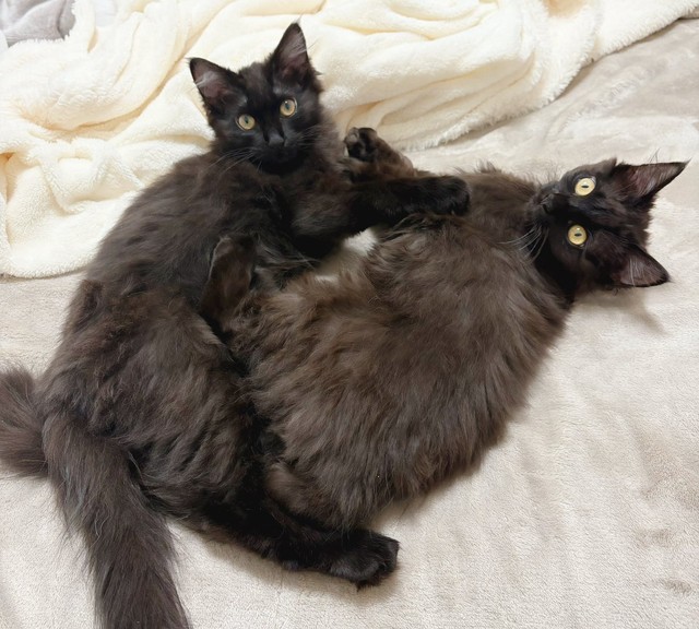 優しい飼い主さん夫婦に見守られ、穏やかな日々を過ごしています（画像提供：Li  2匹の保護猫と日常さん）