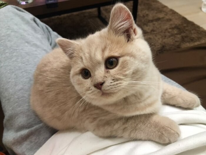 家にきたころの「きんた」