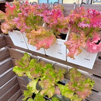 プランター代わりに使ったのは100均のレターボックス！／ぽたろうの家庭菜園HACKさん（@HACK1136）提供＝画像をトリミングしています