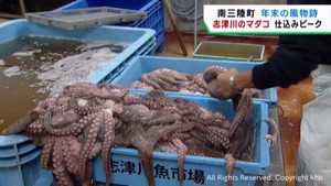 お節料理用のマダコ　仕込み作業がピーク　宮城・南三陸町志津川