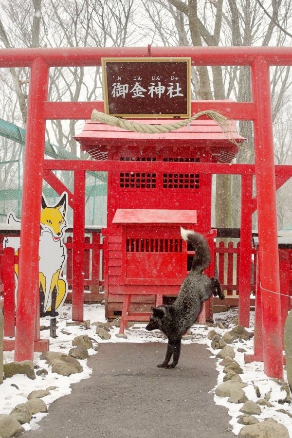 稲荷神社に降り立つギンギツネ（画像提供：狐仙人乃弟子 トコノ オルタさん）