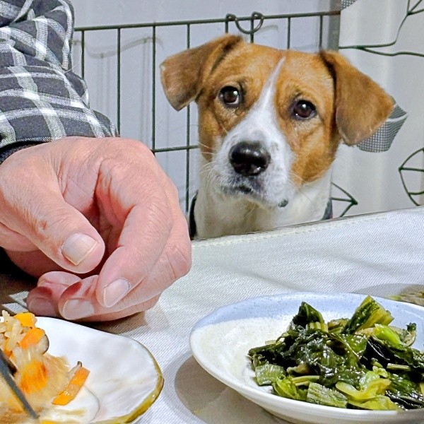 食べ物をおねだりするようになったパーティー信子ちゃん（画像提供：みのかささん）
