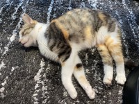 正式譲渡が決まったネネちゃん（画像提供：パステル三毛猫_ネネさん）