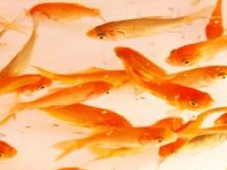 ペット店から金魚３６１匹盗んだ！？　窃盗容疑で男を逮捕