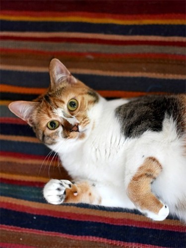 家にきたころの「みかん」