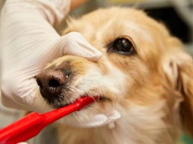 【獣医師監修】犬の歯みがきの手順と方法　大切なのは「歯肉縁下」の掃除