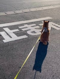 男子小学生からも、「漢字読めるの？人間なの？」と声をかけられた柴犬、ももちゃん。確かに！（画像提供：柴犬もも さん）