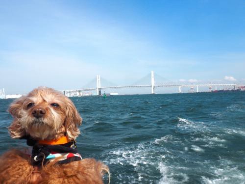 海の上からこんにちは！　愛犬ぷりぷりとプチクルーズの旅