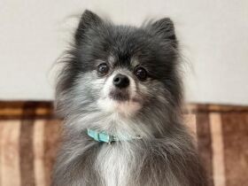 太陽のような存在のポメラニアン「シオン」　お散歩中に見つけた子猫も家族に