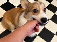 飼い主産に甘えるボスくん。指をパクリ！（画像提供：一番星ぶん太 B.B.B Corgisさん）