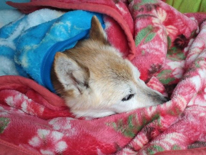 冬のグルグル巻き（コノマエヨミ子さん提供）