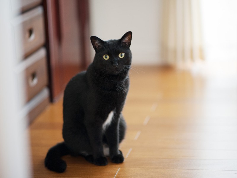 「僕は正直者だから、おなかのところが白いんだ」（小林写函撮影）