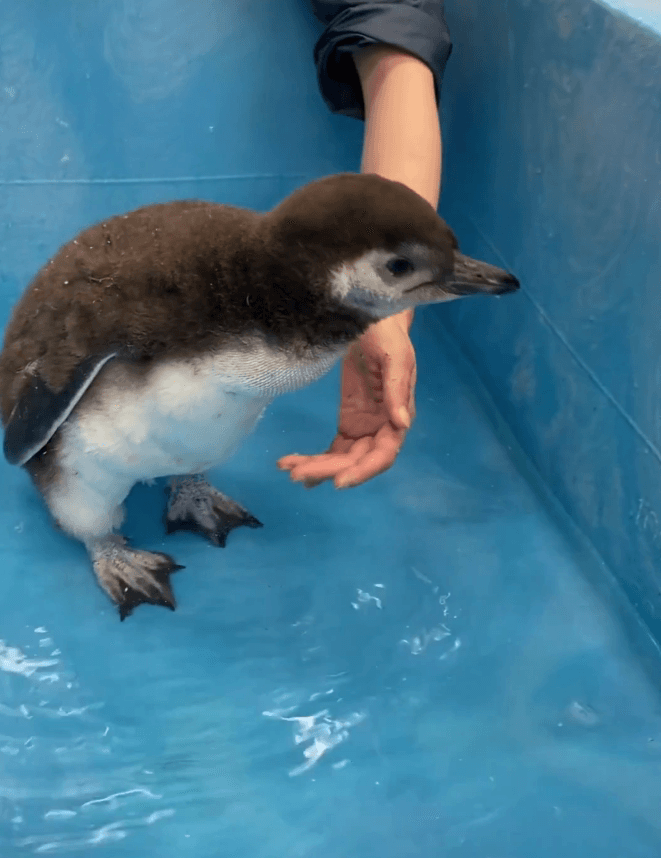 飼育員の手から愛情が伝わる　画像提供：すみだ水族館