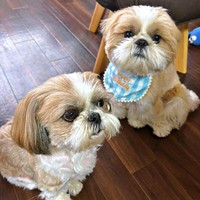 3歳になったナチョ氏（右）と、同居犬・奈々ちゃん（左）（画像提供：ぼくナチョだよさん）