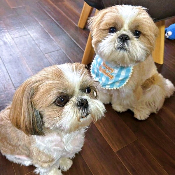 3歳になったナチョ氏（右）と、同居犬・奈々ちゃん（左）（画像提供：ぼくナチョだよさん）