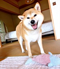 にっこり笑顔がキュートなちびこちゃん（画像提供：柴犬ちびこさん）