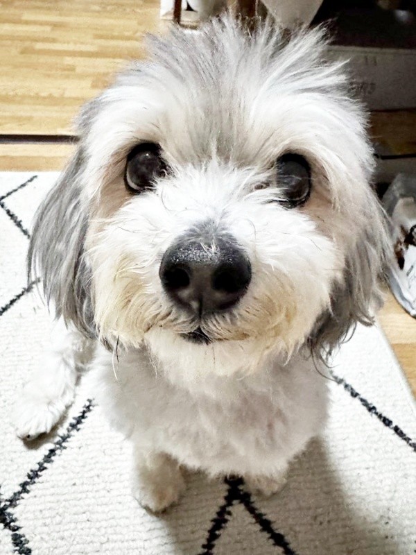 きゅるんとした瞳が愛らしいつんちゃん（画像提供：つんこむさん）