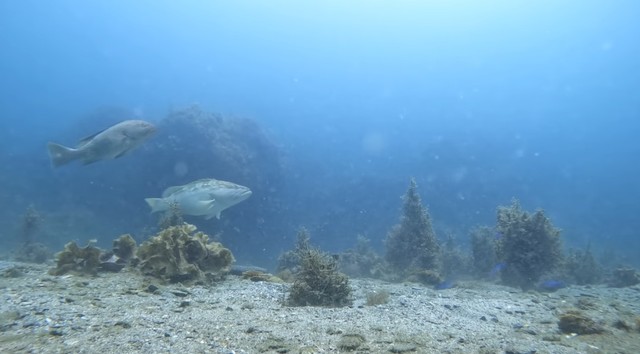 【4年後の様子】全長80cmはある大きなクエ／スイチャンネルさん（@suichannel-umi）提供