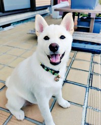 笑顔がキュートな米子ちゃん（画像提供：白柴米子（こめこ）さん）