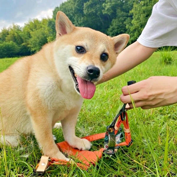 にこにこ笑顔が愛らしいころっけくん（画像提供：Threads／@north_017さん）