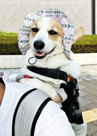 リュックに入ってお出かけ。うれしそうな閣下くん（画像提供：閣下と下僕さん）