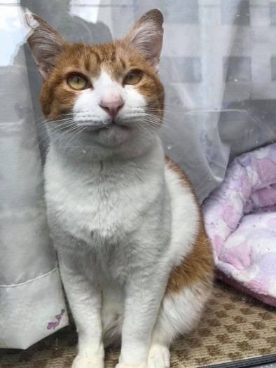 窓越しに外をながめる