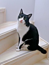 人間大好き！ 甘えん坊シノスケくん（画像提供：nenekoさん）