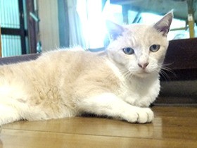 創業１３１年の酒蔵　元野良の３代目看板猫がおもてなし