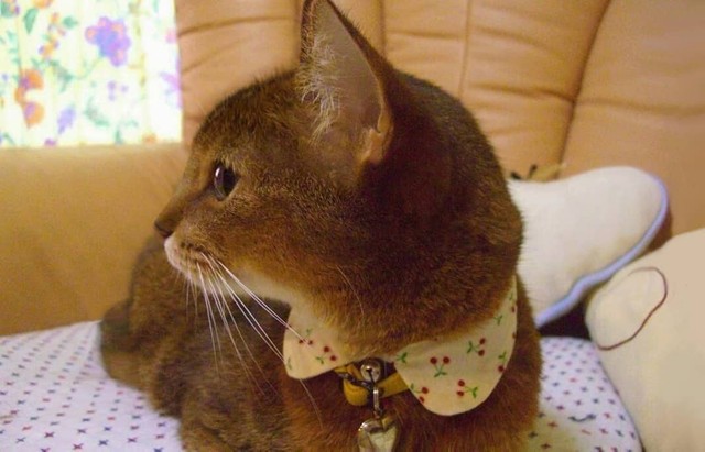 凛とした表情、女の子らしい顔が可愛い