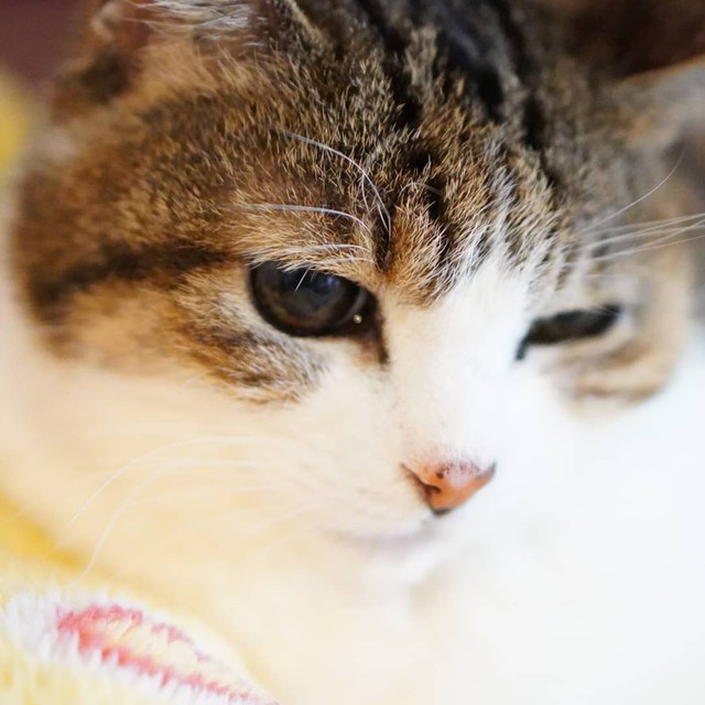 落ち着いた暮らしをしてふくよかに